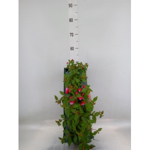 Perkplanten   ...sorted   [Bedding]