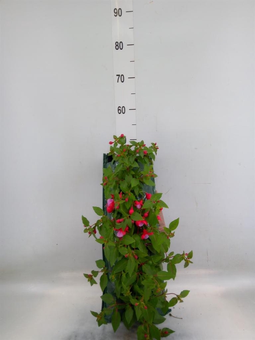 <h4>Perkplanten   ...sorted   [Bedding]</h4>