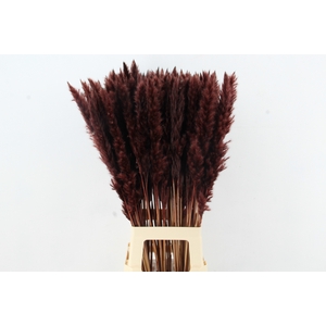 DF Pampas Silvy D.Brown
