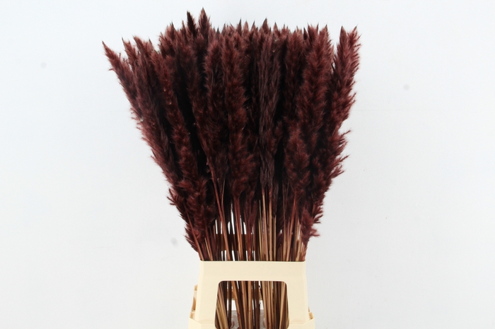 <h4>DF Pampas Silvy D.Brown</h4>