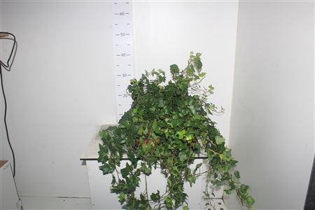 <h4>Hed He Wonder</h4>