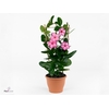 MANDE DI TOURMA PINK
