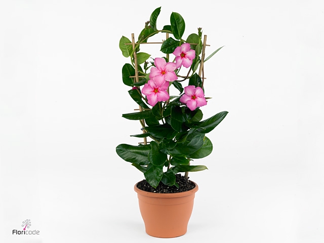 MANDE DI TOURMA PINK
