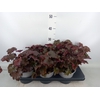 Heuchera micrantha 'Palace Purple'
