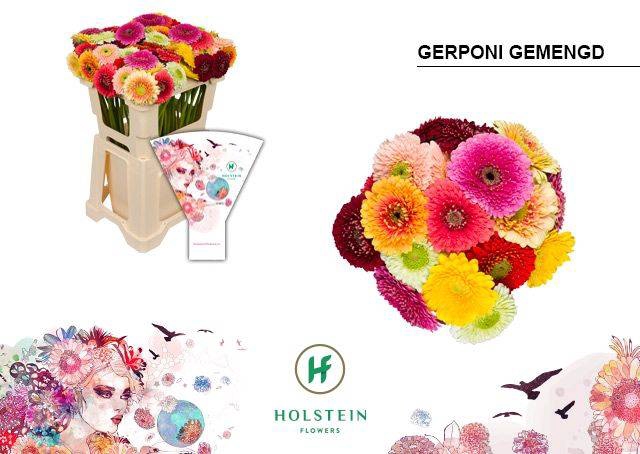 <h4>GE POMPONI GEM</h4>