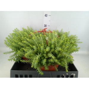 Sedum reflexum