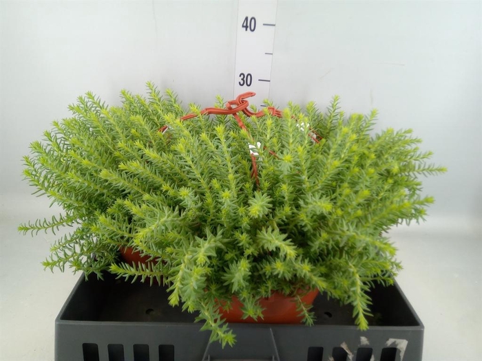 <h4>Sedum reflexum</h4>
