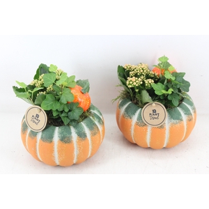 arr2 PL - Ker. pompoen groen/oranje