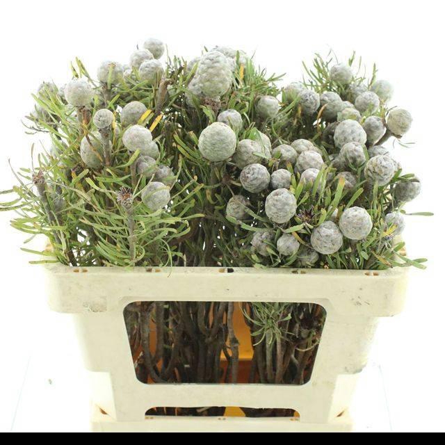 <h4>LEUCAD GALPINII</h4>