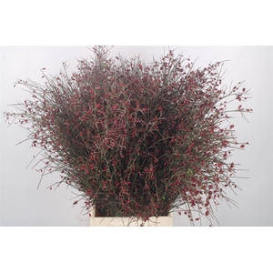 Ginster Berry Red Per Bunch