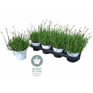 LAVAN AN AROMA WHITE