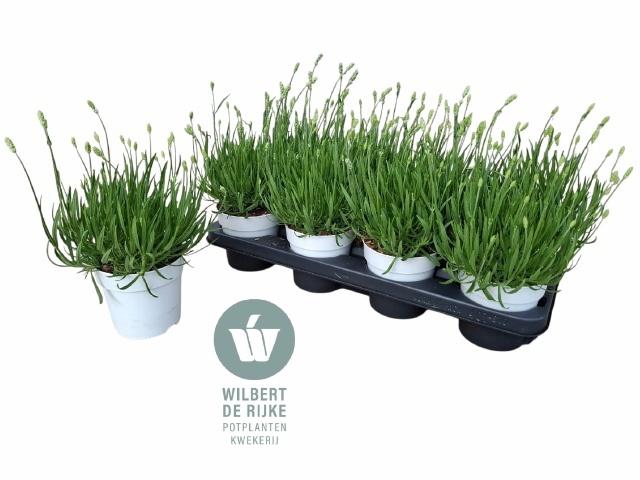 <h4>LAVAN AN AROMA WHITE</h4>