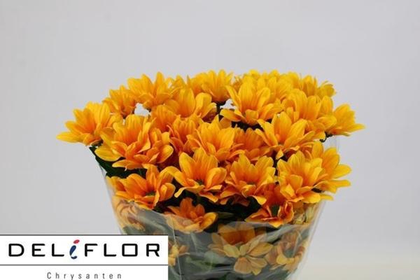 <h4>CHR T WOODPECKER</h4>