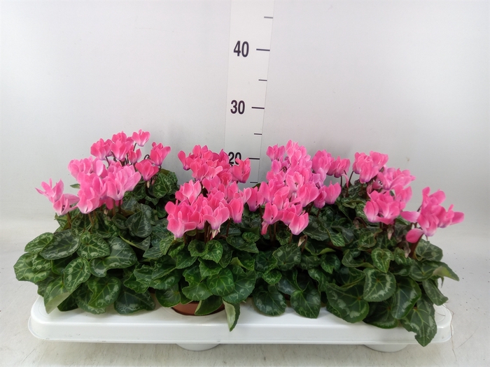 <h4>Cyclamen KL 'Compact'</h4>