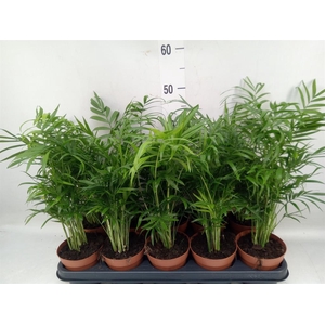 Chamaedorea elegans