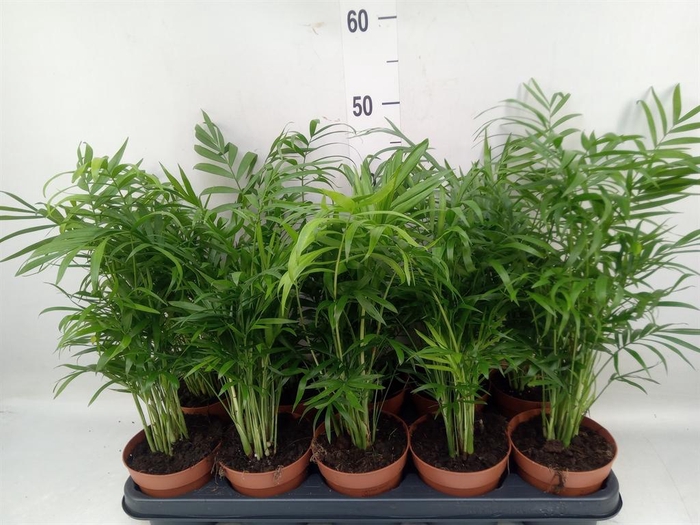 <h4>Chamaedorea elegans</h4>