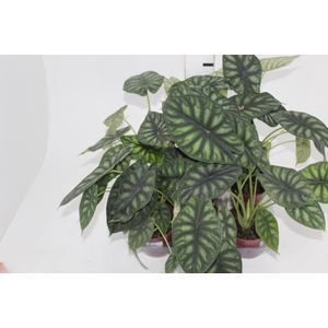 ALOCASIA DRAGON SCALE P12