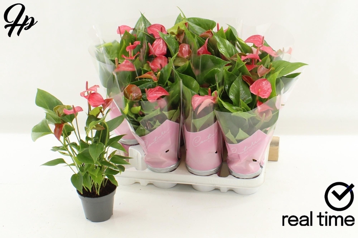 <h4>ANTHU FL ROMANTICO</h4>
