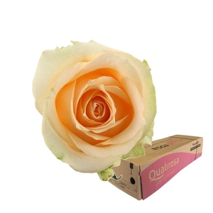 R Gr Magic Avalanche -in box