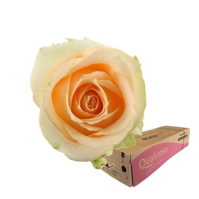 <h4>R Gr Magic Avalanche -in box</h4>