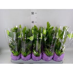 Zamioculcas zamiifolia