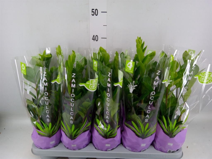 <h4>Zamioculcas zamiifolia</h4>