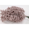 Schinus M Pt Champagne Bunch