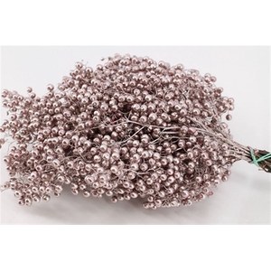 Schinus M Pt Champagne Bunch