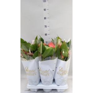 Anthurium andr. 'FC Festivo Lux'