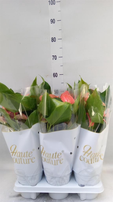 <h4>Anthurium andr. 'FC Festivo Lux'</h4>