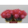 Nutans Painted Pink