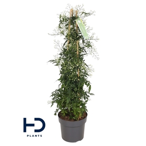 Jasminum piramide 500 knop p17 (Jasmijn)