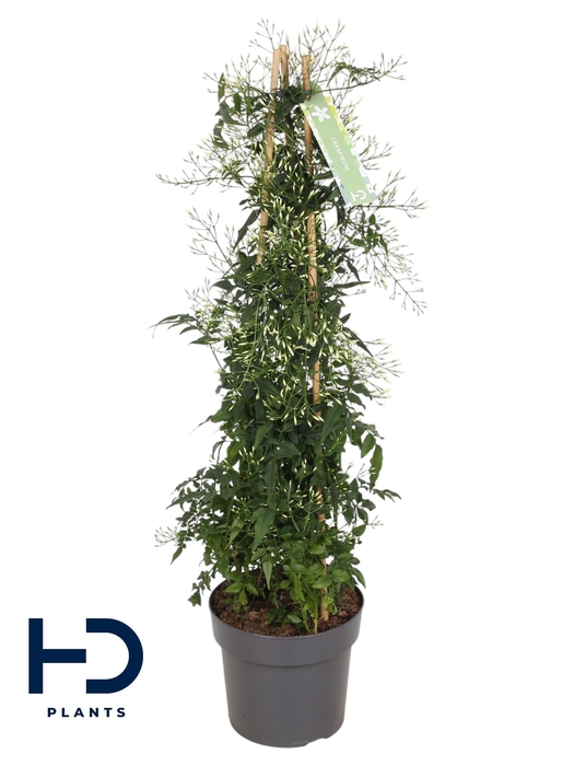<h4>Jasminum piramide 500 knop p17 (Jasmijn)</h4>