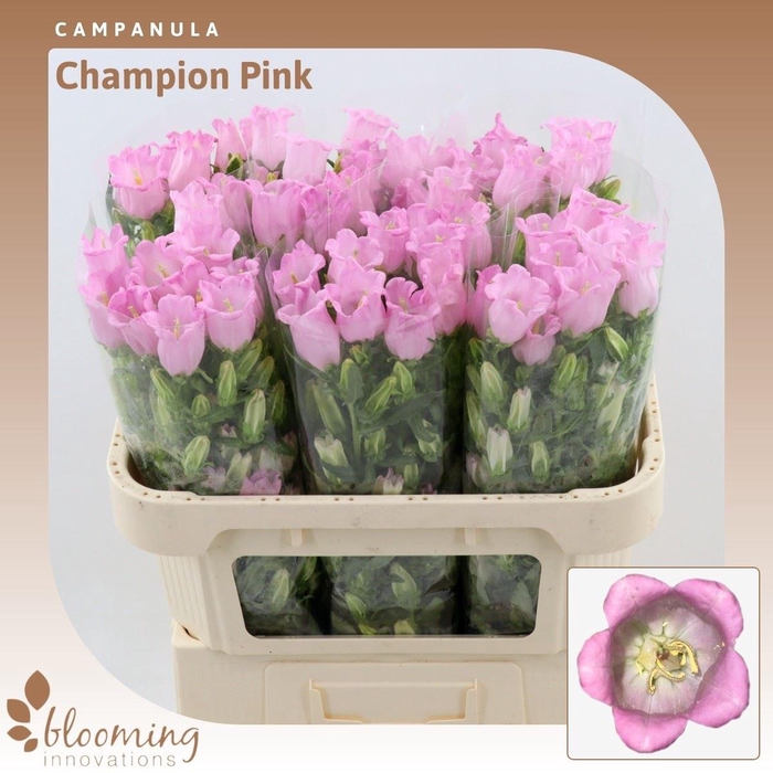 <h4>Campanula Champion Pink</h4>
