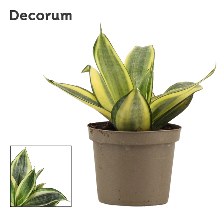 <h4>Sansevieria Hahnii 9 cm Golden Hahnii (Decorum)</h4>