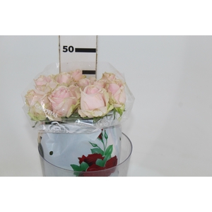 ROSA SWEET AVALANCHE 040 CM ESTUFA