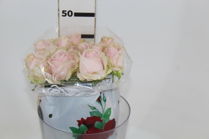 <h4>ROSA SWEET AVALANCHE 040 CM ESTUFA</h4>