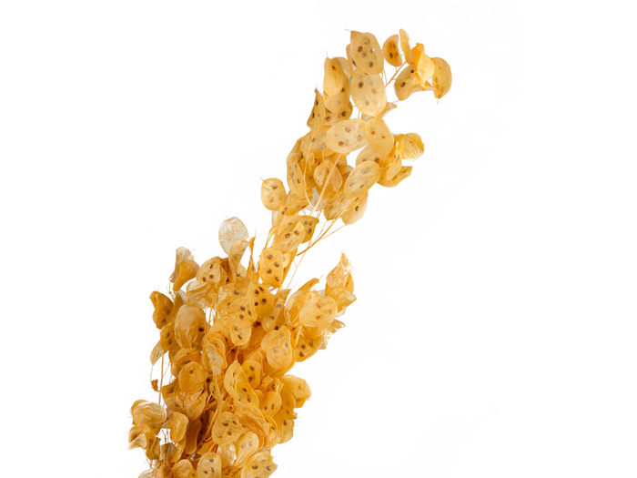 Lunaria Preserved Apricot