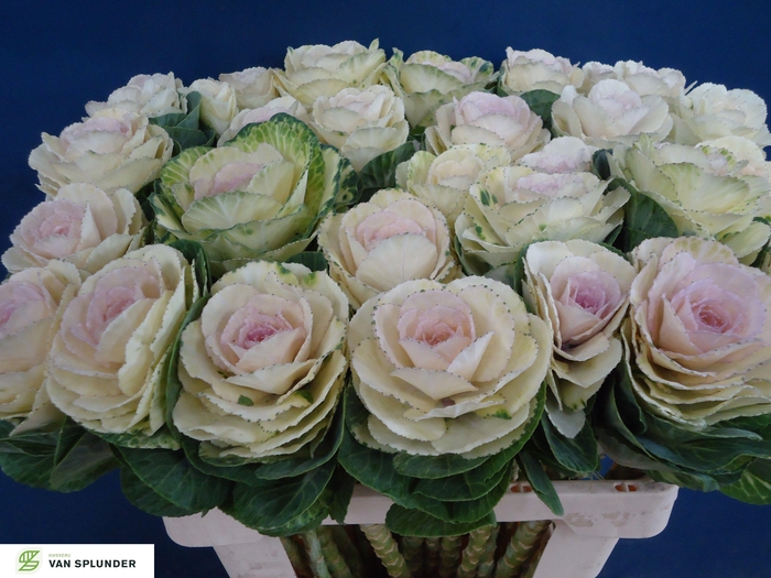 <h4>BRASS WHITE CRANE</h4>