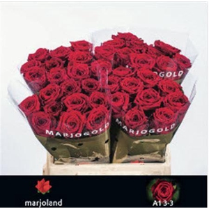 R GR RED NAOMI! MARJOLAND