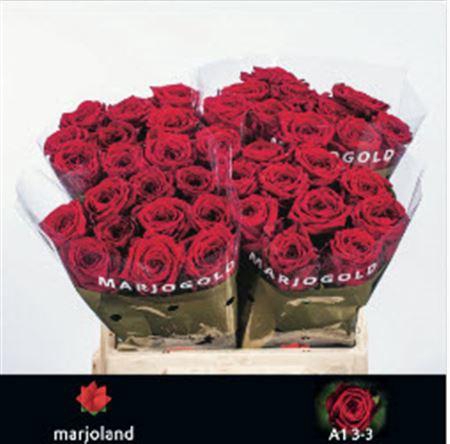 <h4>R GR RED NAOMI! MARJOLAND</h4>