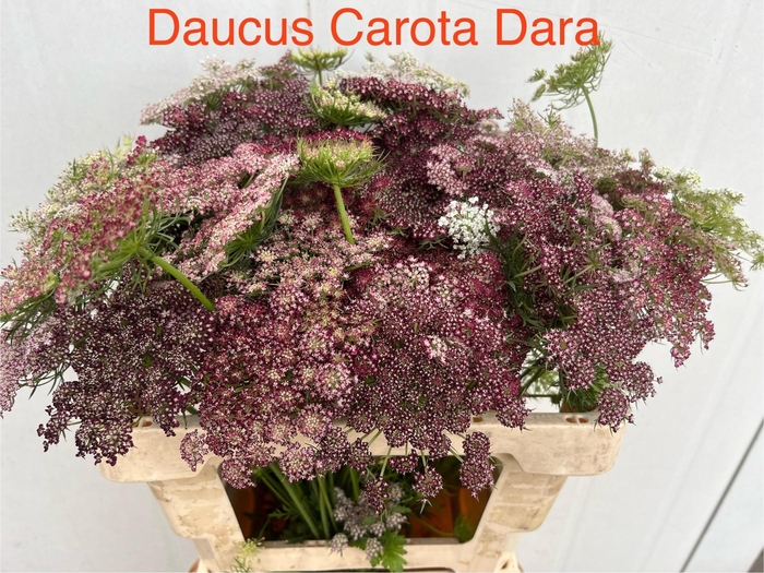 <h4>Daucus Carota Dara</h4>