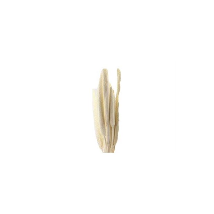 <h4>Bunch Babala 10 Pcs L65</h4>