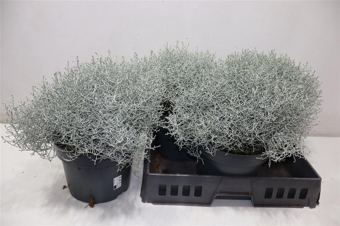 <h4>arr8 Leucoph Brownii</h4>