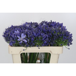 Agapanthus EYFORI Blue