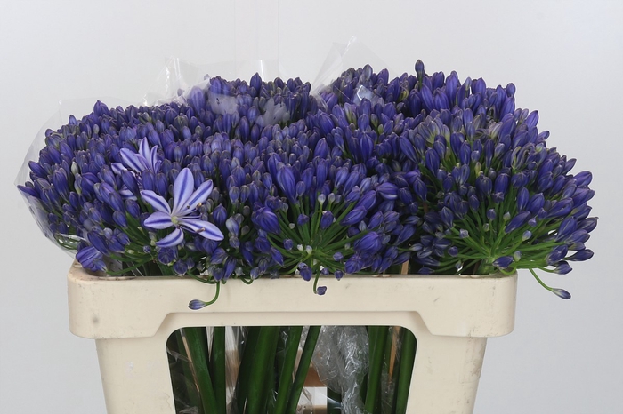 Agapanthus EYFORI Blue