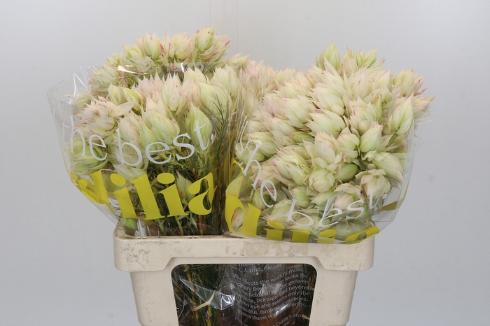 <h4>Blushing Bride 4/6 Flowers</h4>