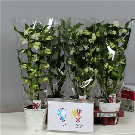 <h4>Dendr N Sc Apollon 2 Branches 20 Bloemen+</h4>