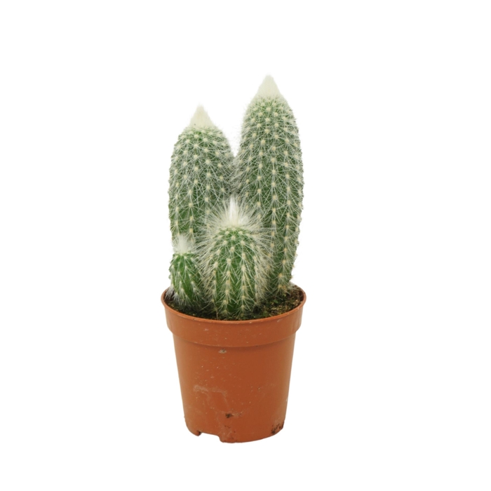 <h4>Cleistocactus strausii</h4>