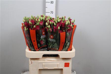 <h4>Eus G Arosa Red</h4>